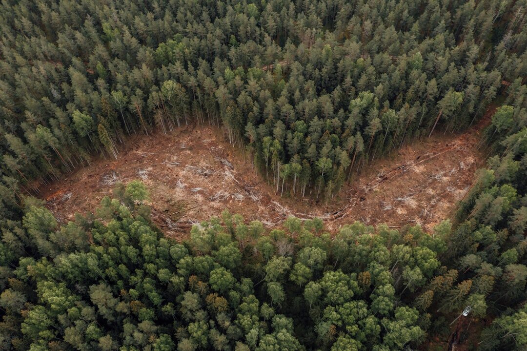 forest deforestation aerial